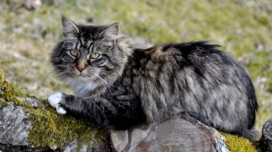 Acheter un chat Chat des forts norvgiennes adulte ou retraits d'levage